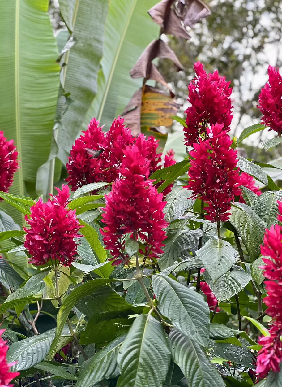 Tropical flowers in the Serra de Baturité